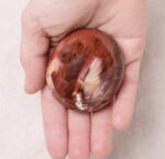 Petrified Wood Palm Stones