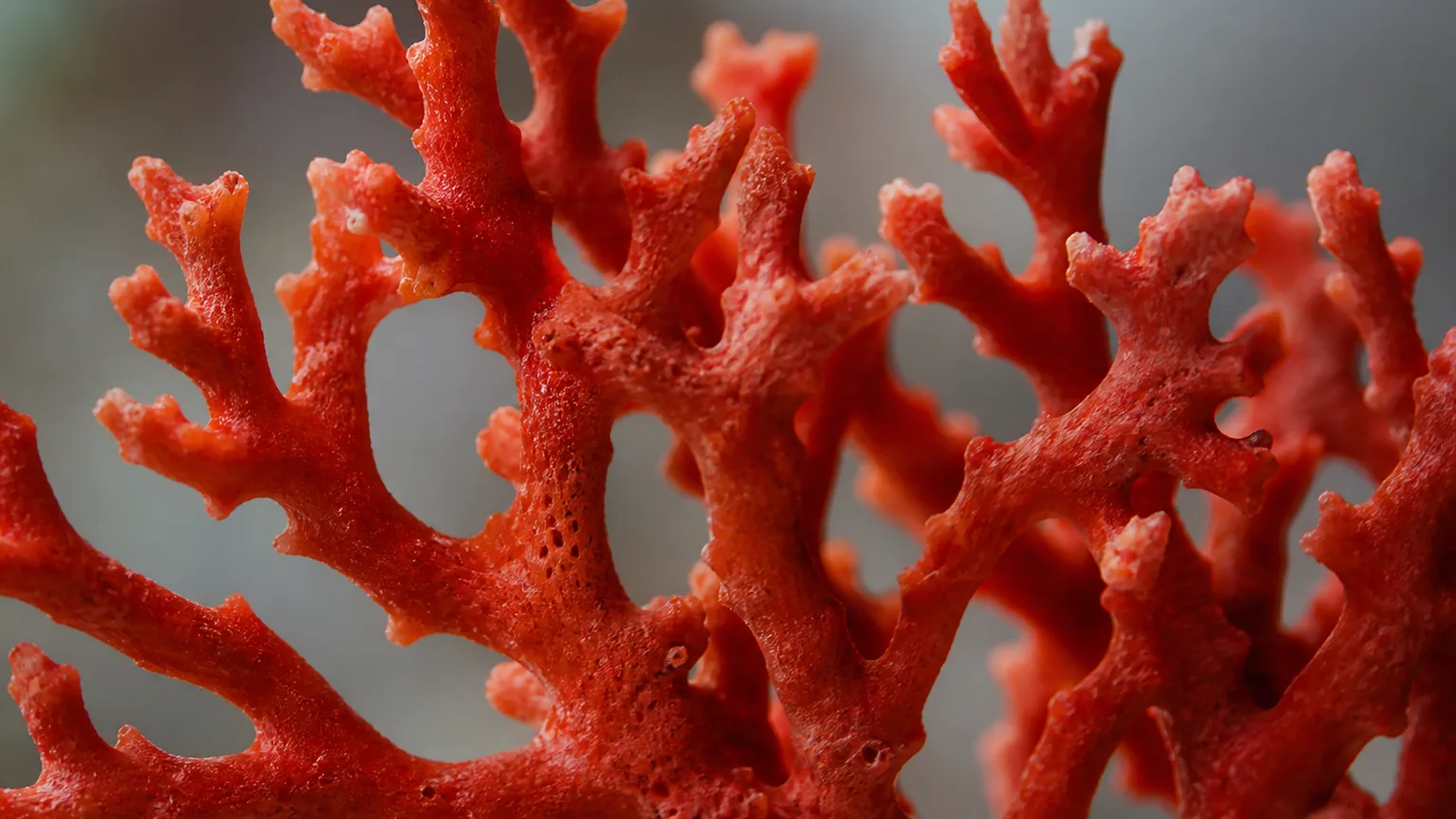 Coral meaning guide with red coral branch specimen