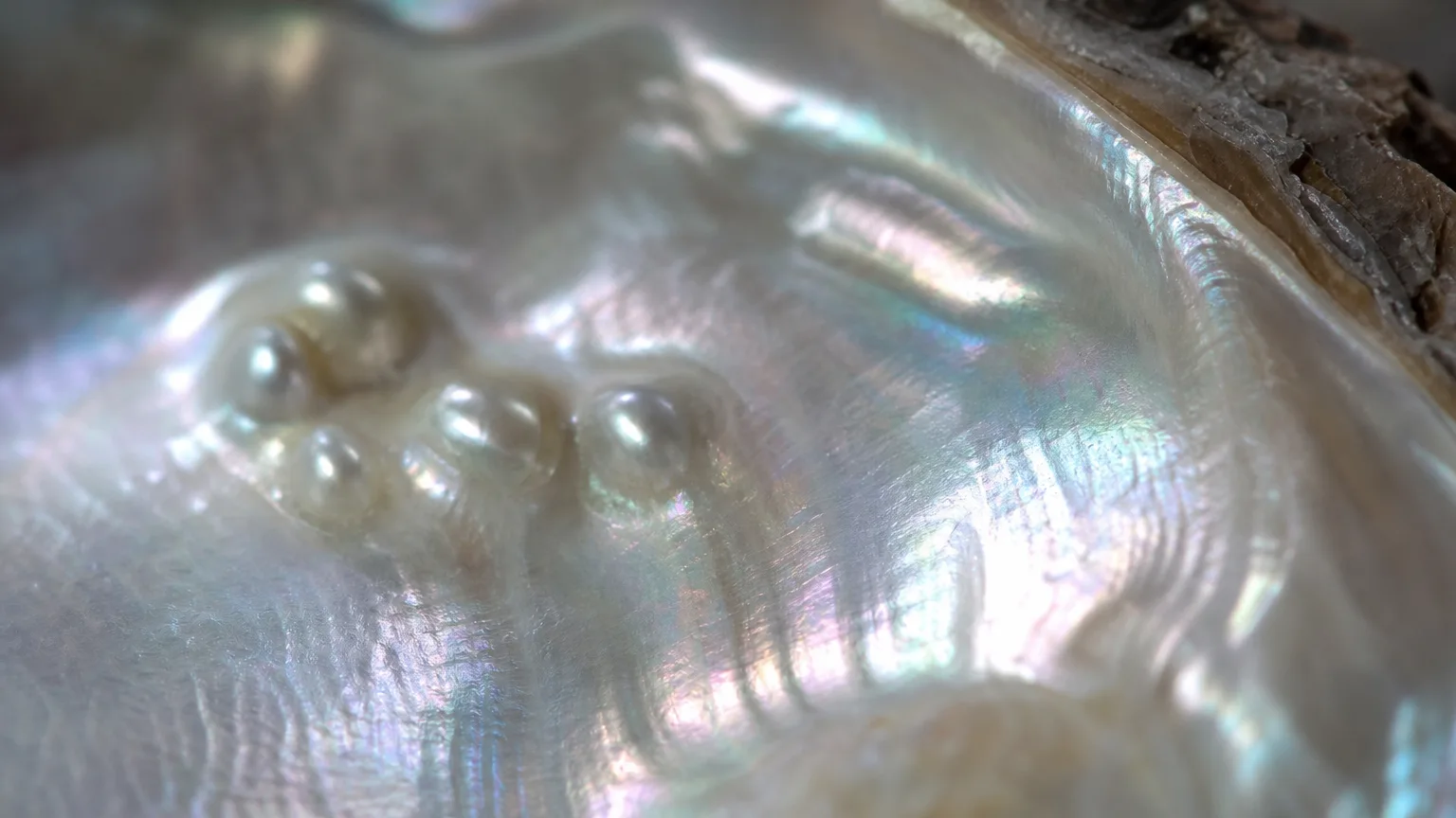 Nacre meaning guide with iridescent mother-of-pearl shell