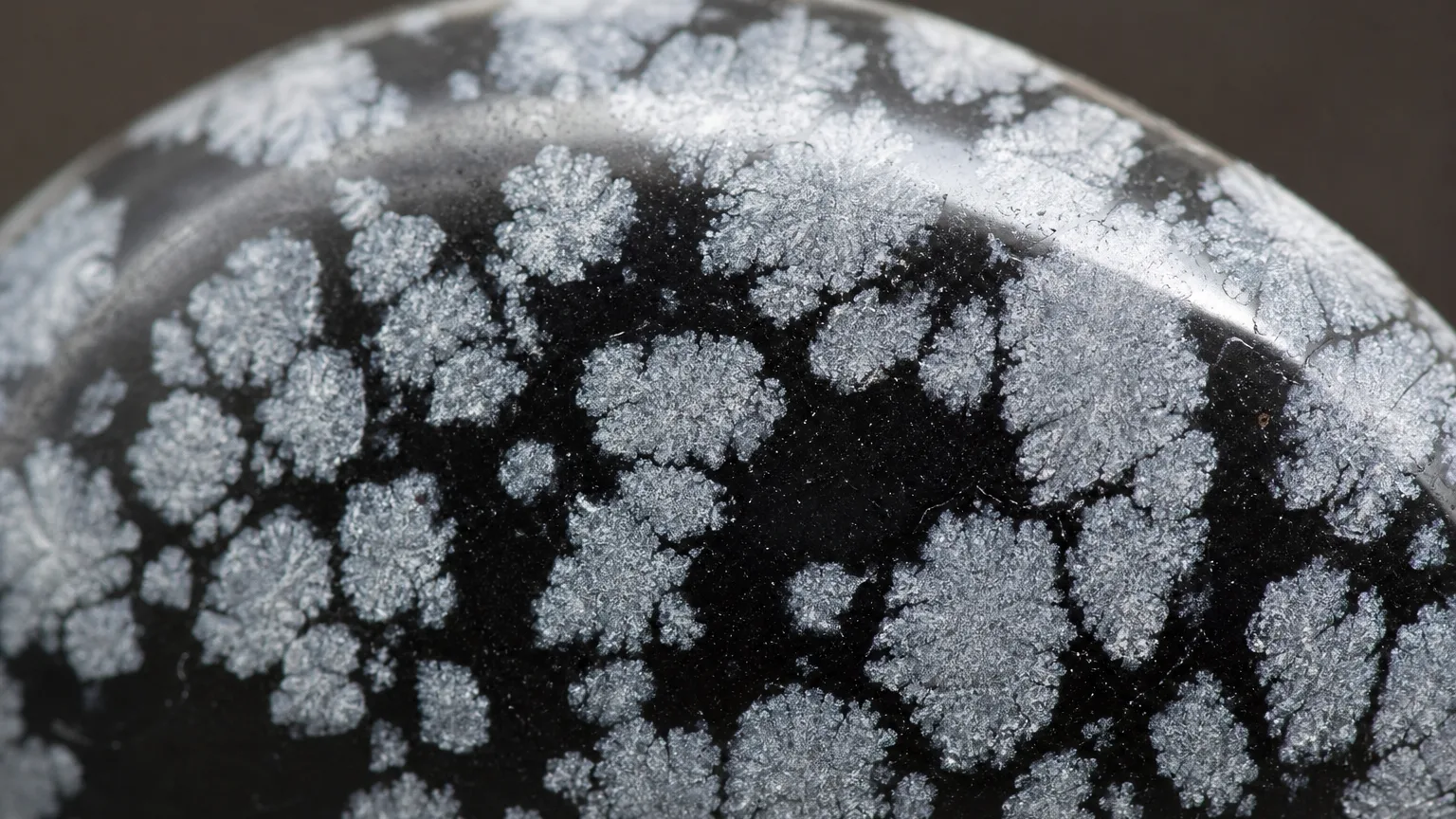 Black and white snowflake obsidian cristobalite pattern close-up